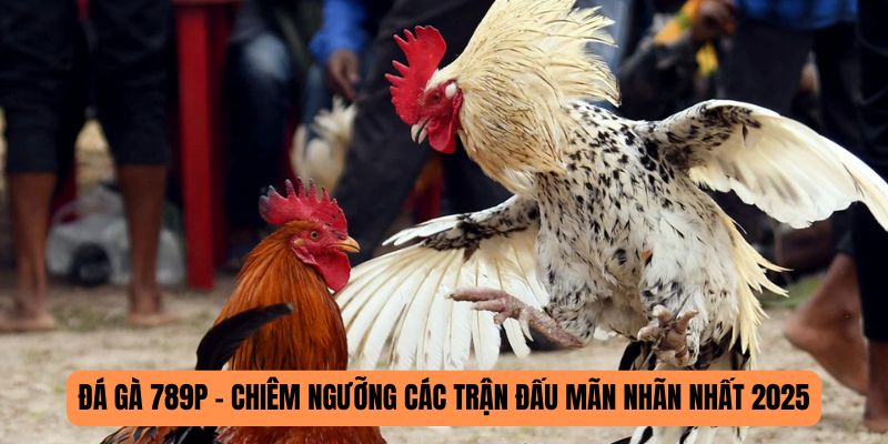 Sảnh đá gà 789P 2025